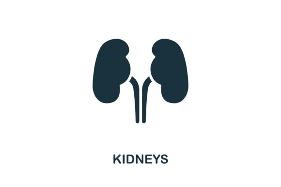 Kidneys Icon: Essential Vector Graphics for Modern Health Communication